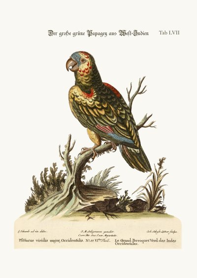 The Great Green Parrot, from the West-Indies by George Edwards